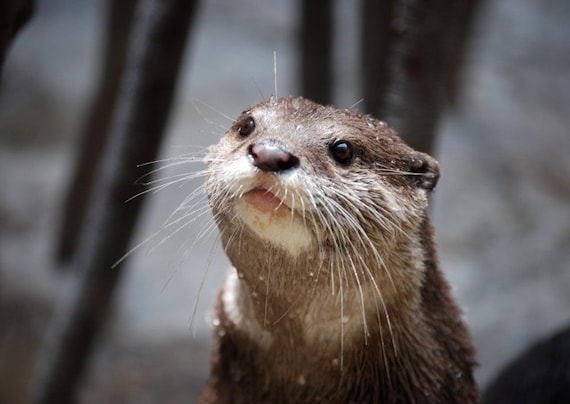 otter says PLEASE 5x7 photo print by AnAlliteration on Etsy