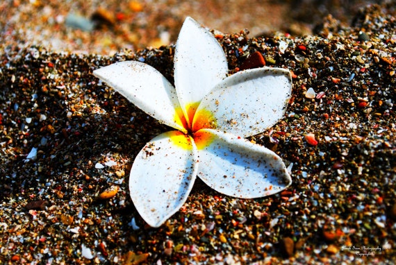 Nicaraguan National Flower Sacuanjoche 5x7 Photo by JIPhotography