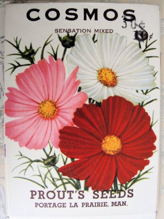 1930s VINTAGE Floral Seed Packet Cosmos Flowers Colorful