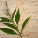 Vintage Nature Journal Pages Paper Ephemera Yellowed to perfection for botanical collage altered art