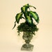 Dieffenbachia in Dollhouse Scale