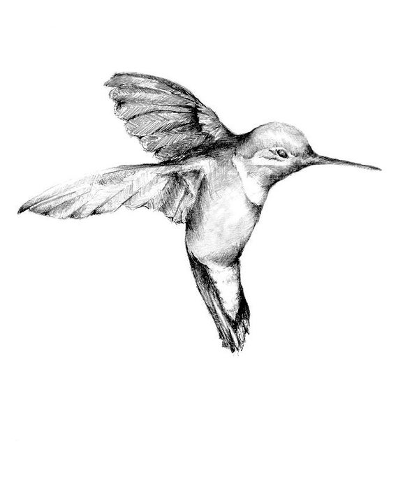 Original Hummingbird Drawing by OneSmallSquare on Etsy