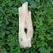 Petrified Wood, Patience, Inner Peace, Steady Growth