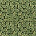 Leaves on Cotton, U1623