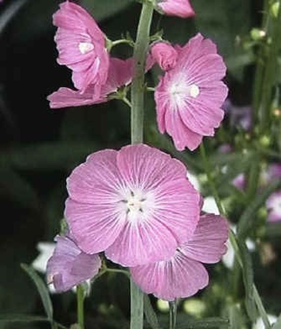 direct sow hollyhock seeds