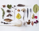 Botanical - 8x10. Fine Art Photographic Natural History Print. Minimal simple style. Natural Home Decor. Indoor garden botanical