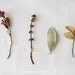 Flora Study N5 - 8x10. Fine Art Photographic Natural History Print. Minimal simple style. Natural Home Decor. Indoor garden botanical