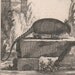 Antique engraving of an armadillo