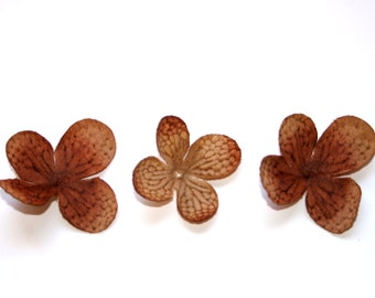 20 Hydrangea Blossoms in Teddy Bear Brown - PRE-ORDER