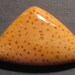 Golden Petrified Palm cabochon
