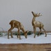 Pair of Vintage Deer Fawn Brass Figurines