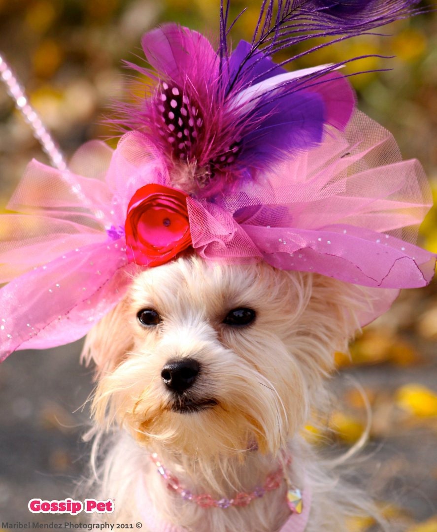 Dog Hat Puppy Hat Kentucky Derby Hat Feather Fascinator