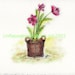 Amaryllis in a basket Note Cards - Set of Five Cards