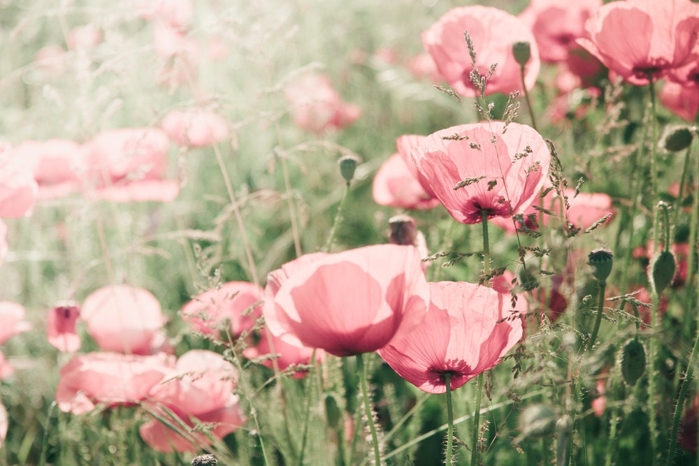 Items similar to Emerald dream - pastel pink photography, flower ...