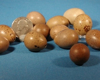 Twelve empty button quail eggshells