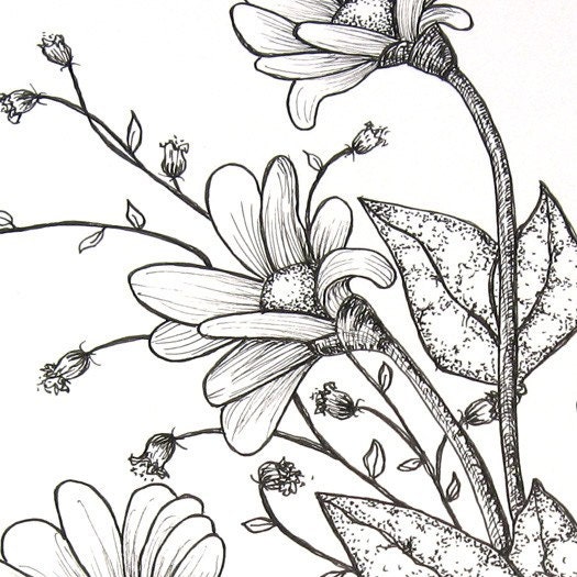 Buttercup Pen and Ink Original Drawing
