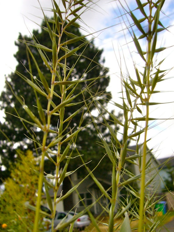 Eastern Bottlebrush Grass Seeds Elymus hystrix