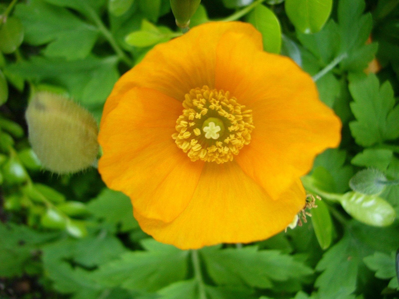 BULK SEEDS Orange Welsh Poppy Seeds Meconopsis cambrica