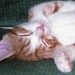 catsnrabbits