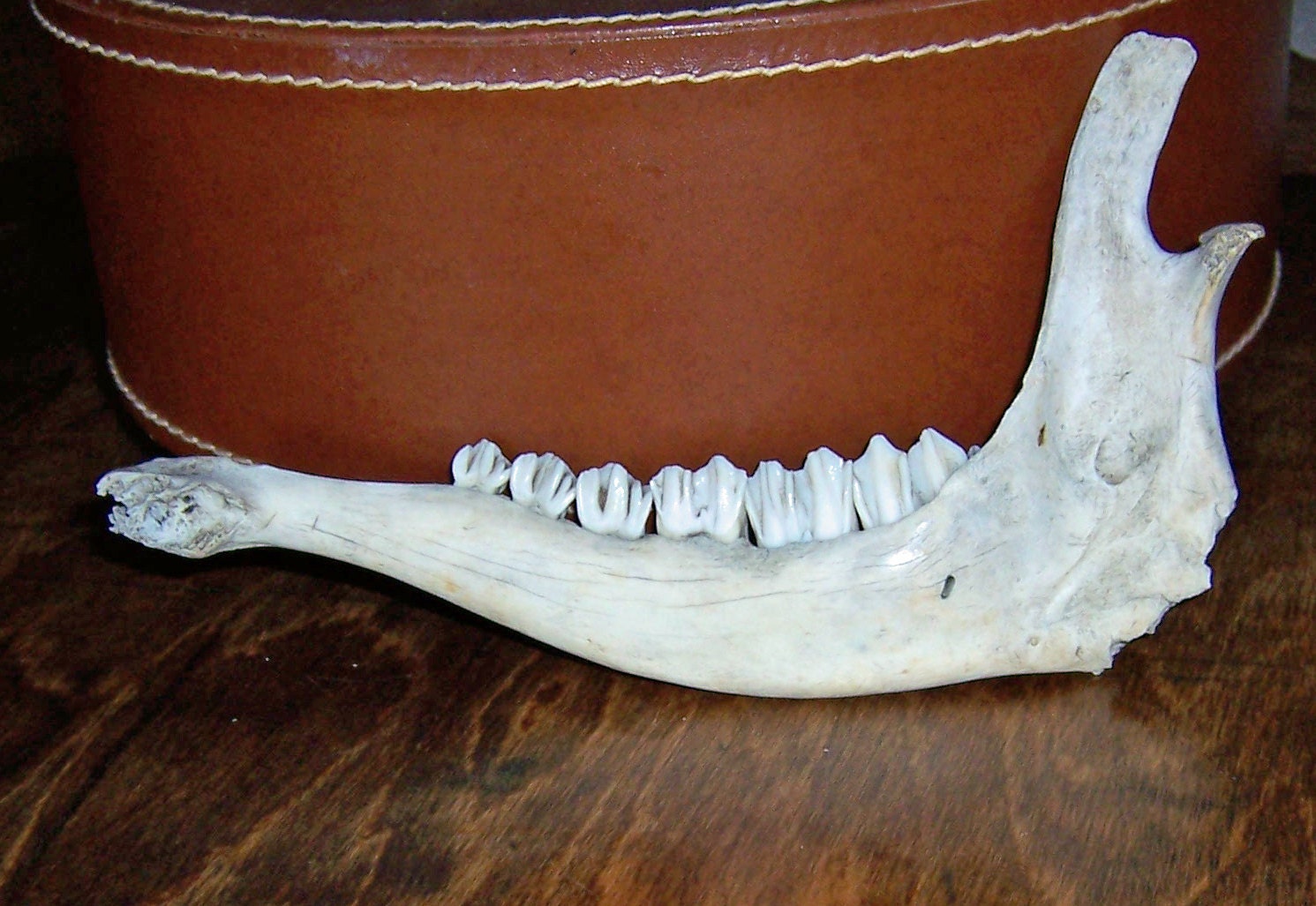 Real Animal Jaw Bone with Teeth Naturally Bleached by Sun