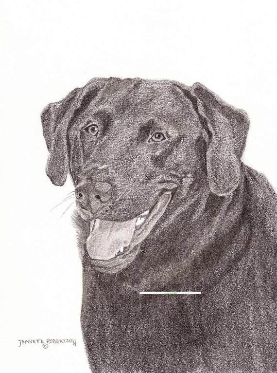 Items similar to Chocolate Lab Pencil Drawing Print, free shipping on Etsy