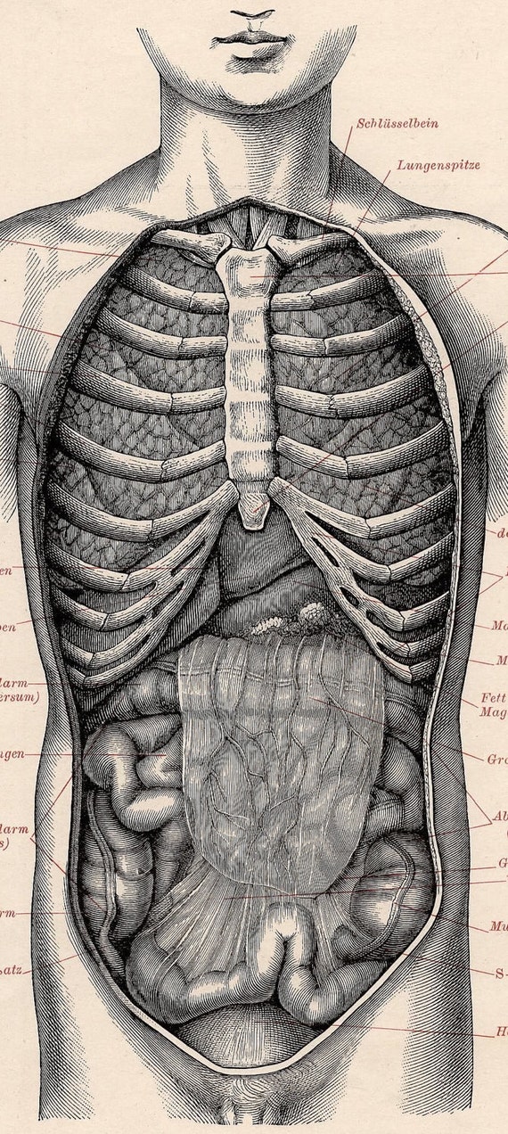 1894 human innards antique anatomy print by antiqueprintstore