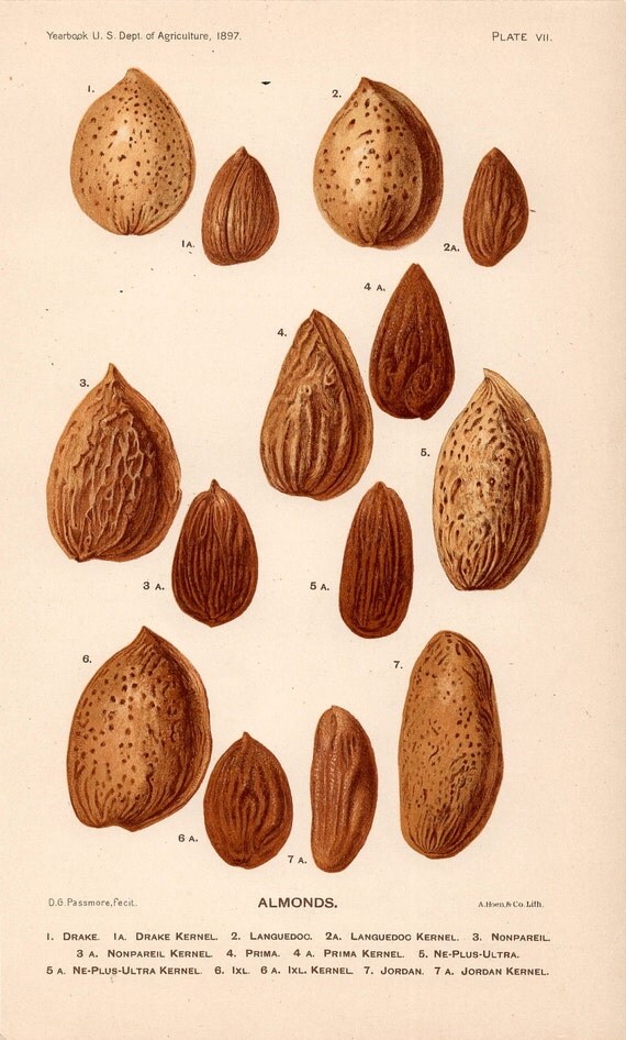 1897 almonds original antique botanical nut by antiqueprintstore