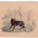 1837 wolf original antique animal print 19th century hand colored engraving - le loup