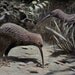 1900 kiwi birds original antique new zealand color lithograph print