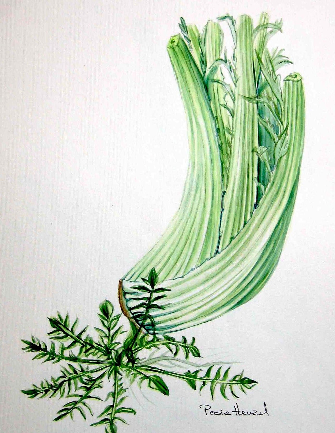 celery watercolor original botanical vegetable painting