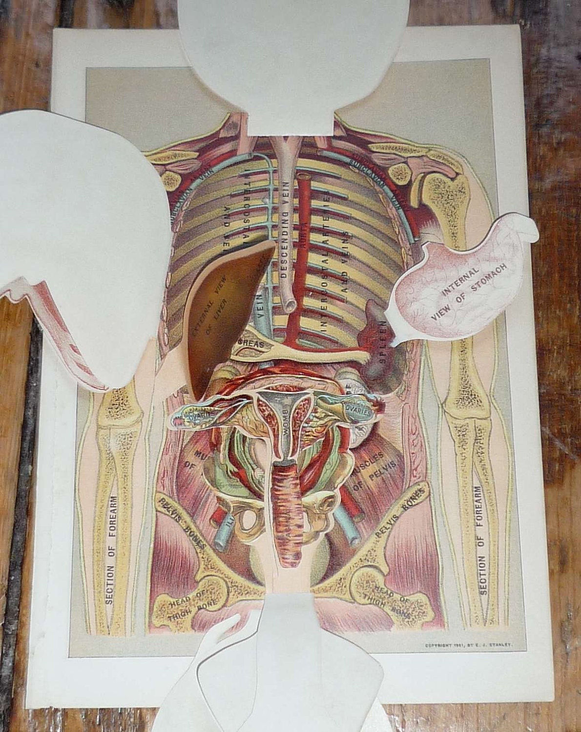 1901 human anatomy original antique medical organs print
