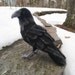 Mr. Common Raven, needle felted bird