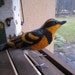 Mr. Varied Thrush, needle felted bird sculpture