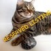 Reserved Listing for KAS - MADE TO ORDER - Personalized Custom Painted Rock cAT