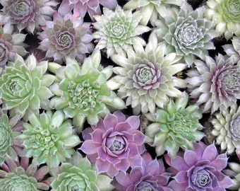 36 Succulent Plants A Colorful Cold Hardy Collection in Earth Friendly pots