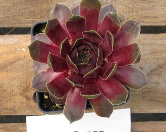 El Greco Sempervivum Plant, Hens and Chicks, Extremely Cold Hardy Succulent