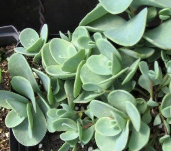 Items similar to Sedum Lidakense Potted Stonecrop Succulent, Winter