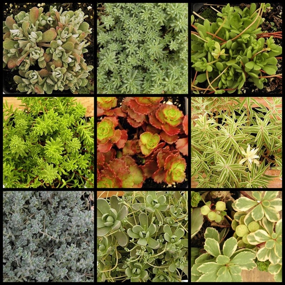 Winter Hardy Succulent Sedum Plants 3 inch pots Great Gift