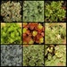 Special lisintg 9 Pack Earth Friendly Pot, succulent collection