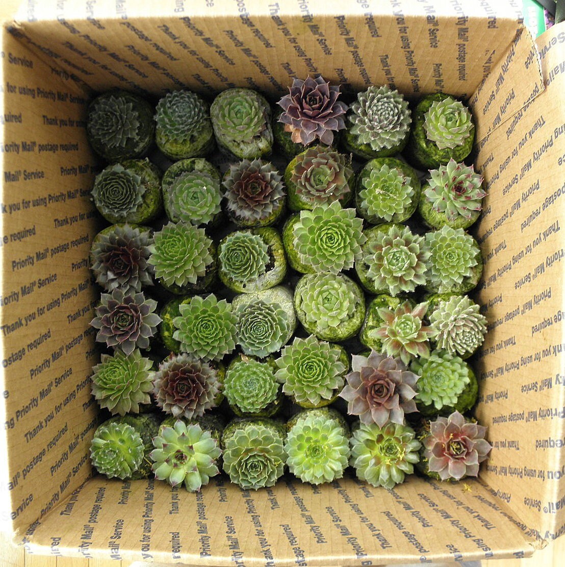 50 Cold hardy Succulent Plants Hens and Chicks Stonecrops