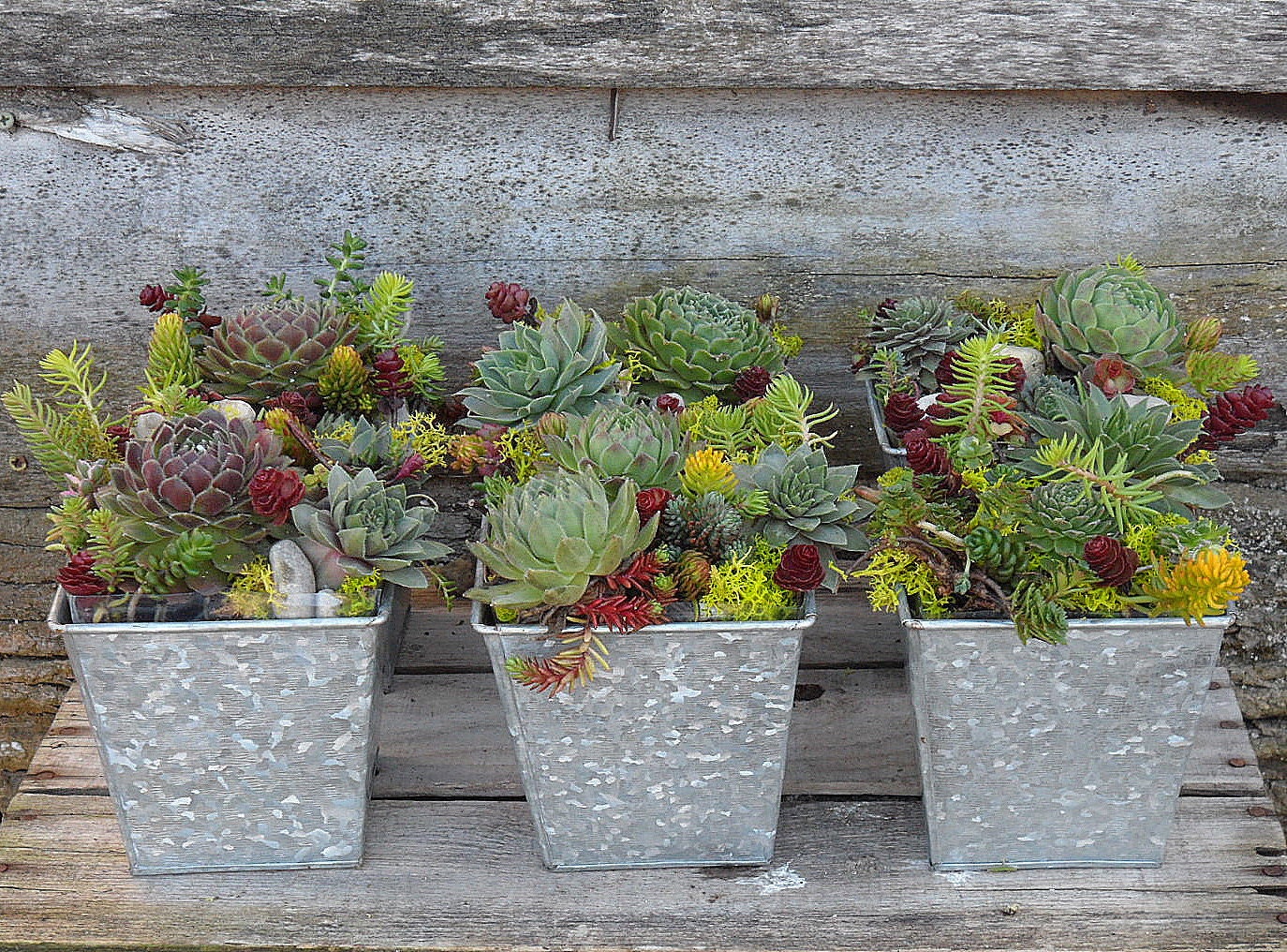 Succulent Dish Garden in a Square tin