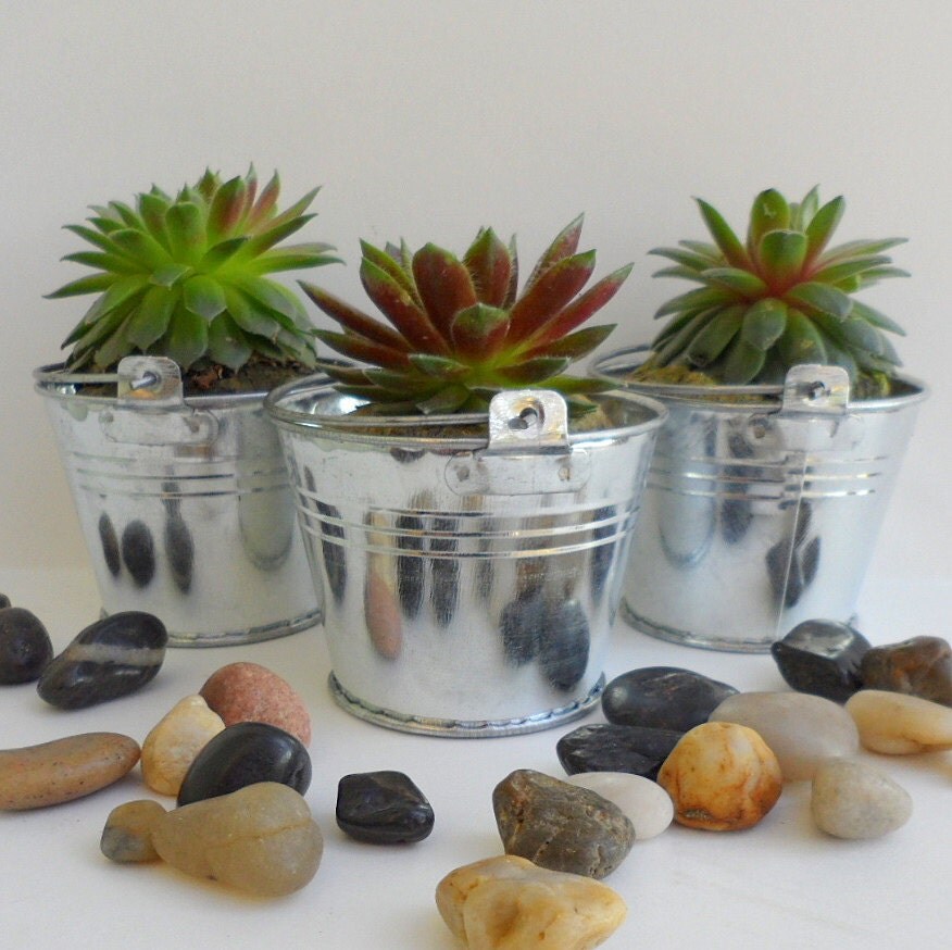 6 Succulent Watering Can Favors Wedding Baby Shower Garden