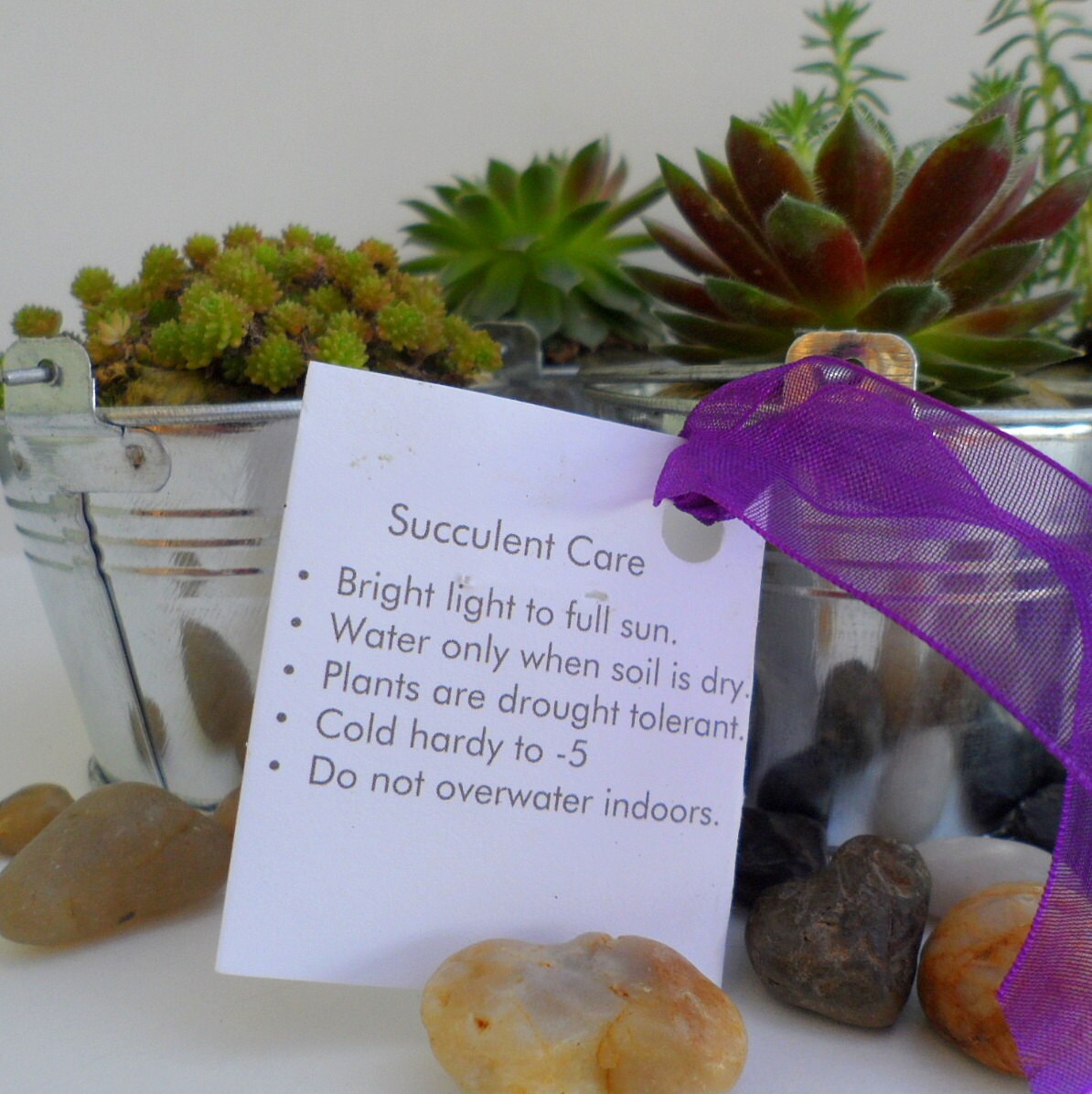 6 Succulent Watering Can Favors Wedding Baby Shower Garden
