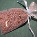 Celestial Dried Lavender Sachet - Organic