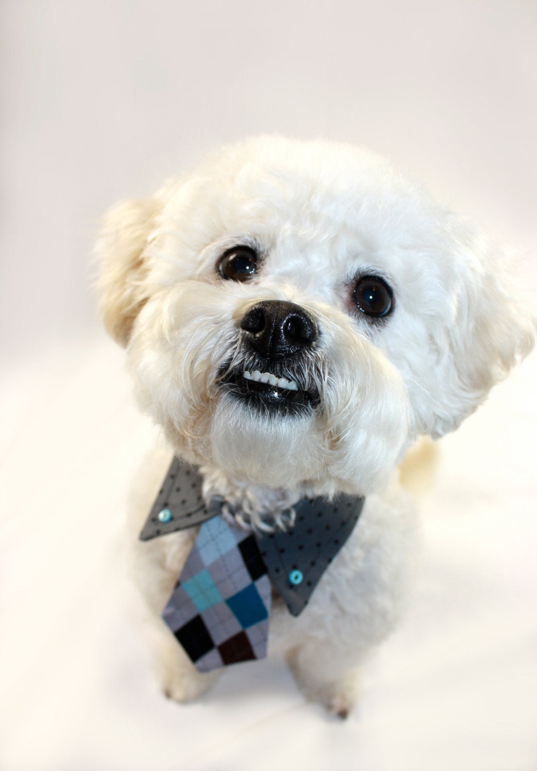 Dog collar shirt and tie by HenryandCoPets on Etsy
