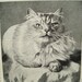 Cats as Cup Winners- Vintage Magazine Illustration 1890s