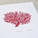 Sea Fan Coral / Gorgonacea 'specimen' - Limited edition one-colour screenprint
