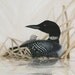 Loon with Baby - Painting
