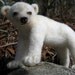 OOAK White Woodland Spirit Bear Needle Felted Soft Sculpture