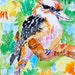 Kookaburra sketch